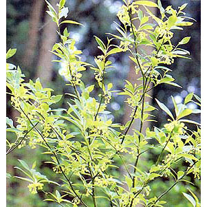 園芸ネット本店｜クロモジ株立ち（3本立ち程度）樹高1.5～1.6m根巻き