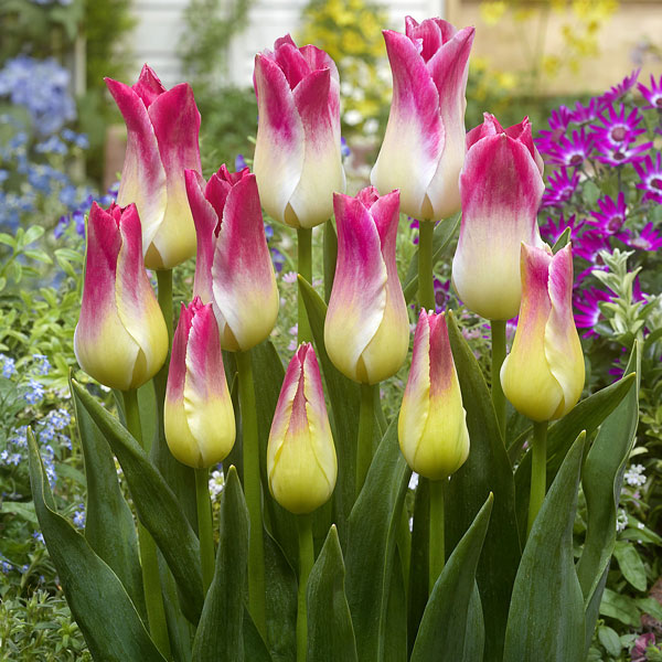 園芸ネット本店｜チューリップ（ユリ咲き）：ウィスパリングドリーム5