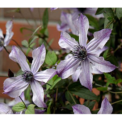 園芸ネット本店｜クレマチス：流星（リュウセイ）5号鉢（インテグリ