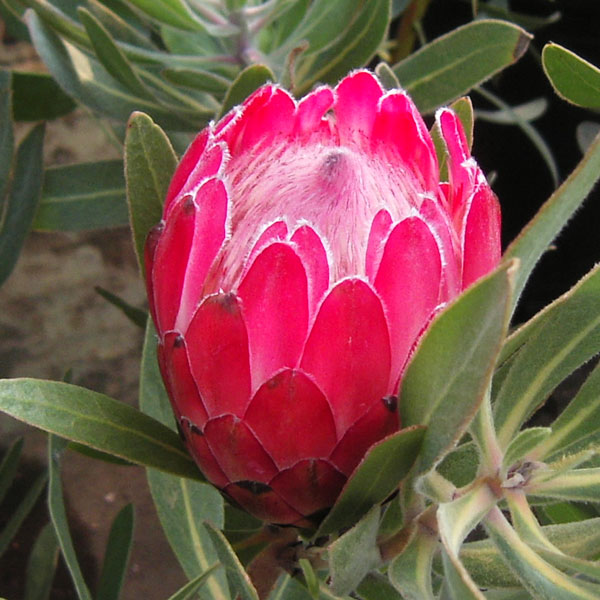 園芸ネット本店｜プロテア：スペシャルピンクアイス 6号鉢植え** の