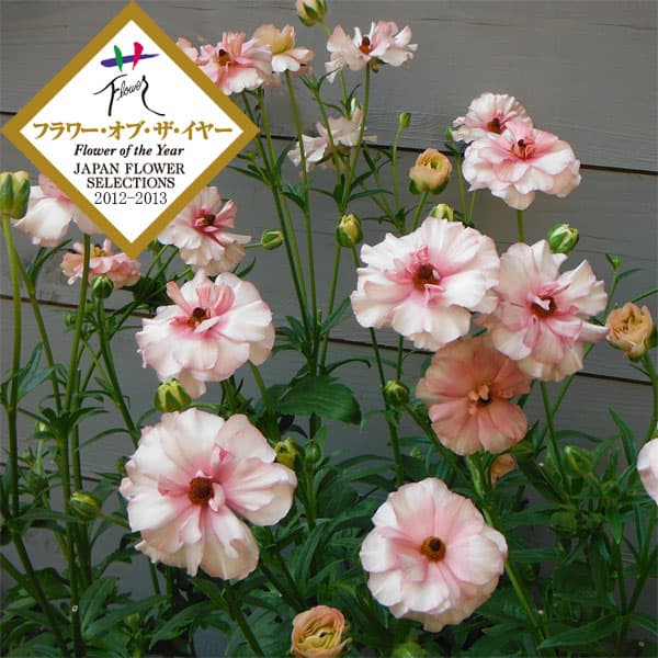 園芸ネット本店｜ラナンキュラス：ラックス アリアドネ6号鉢植え の