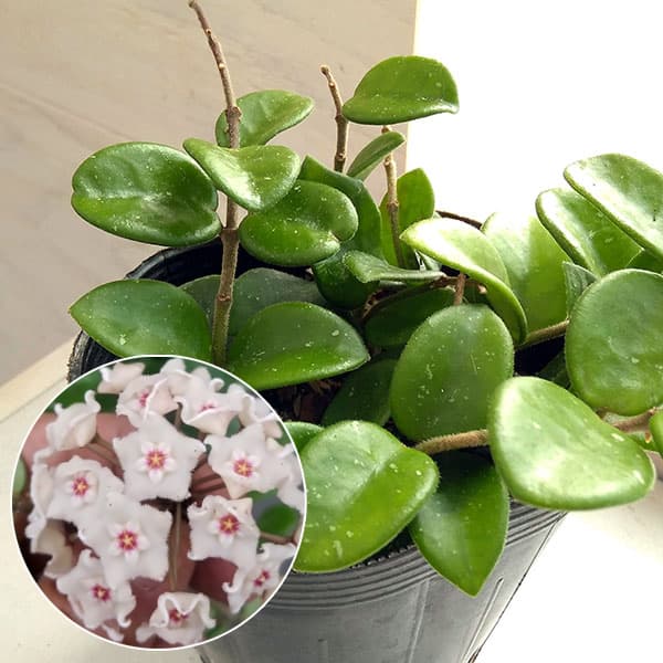 園芸ネット本店｜ホヤ：マチルダ（セルペンス×カルノーサ） 3.5号