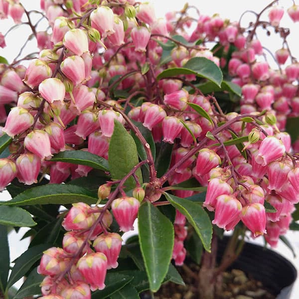 園芸ネット本店｜アセビ（馬酔木）：バレーバレンタイン3号ポット の