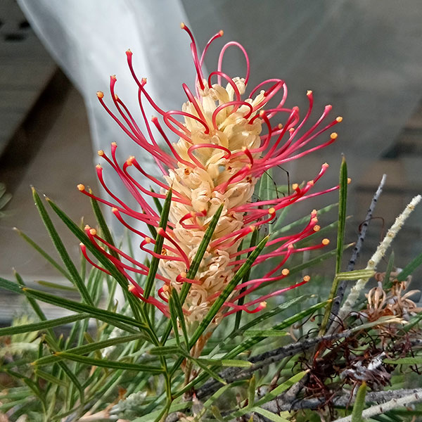 園芸ネット本店｜グレビレア：キングスレインボー7号ポット の通販【公式】