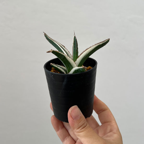 園芸ネット本店｜アガベ：氷山（ビクトリアレギネ斑入り）2.5号24-02