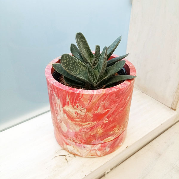 園芸ネット本店｜[ギフトに]ガステリア3号 プラ鉢（ソールポット赤