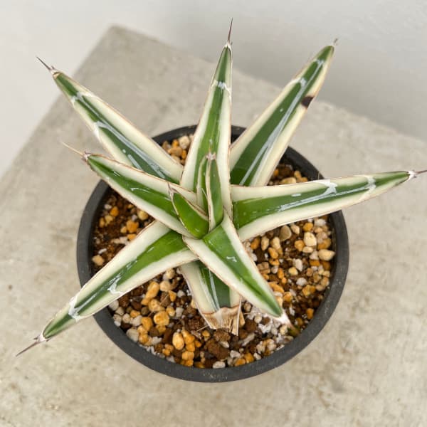 園芸ネット本店｜（わけあり特価）アガベ：氷山（ビクトリアレギナエ