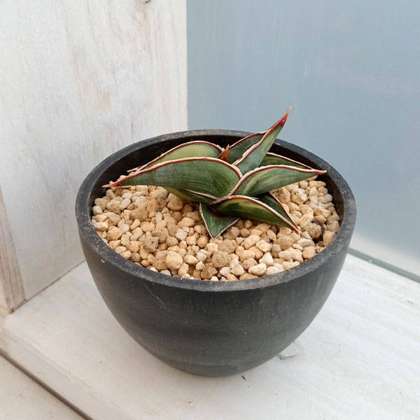 園芸ネット本店｜サンセベリア：ロリダ バリエガータ 3号23-02 の通販