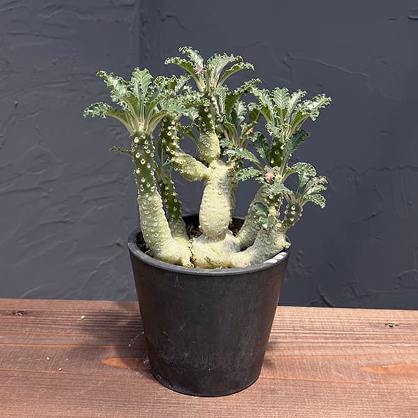 園芸ネット本店｜ドルステニア：ラブラニー（多頭） 4号23-01 の通販