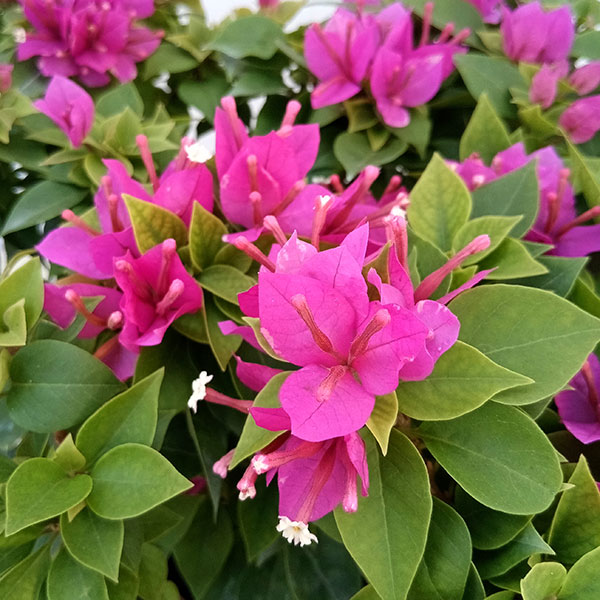 園芸ネット本店｜ブーゲンビレア：こなつ・緑葉桃花 4-5号鉢植え の