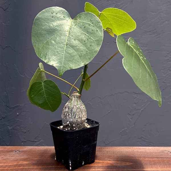 園芸ネット本店｜プセウドボンバックス：エリプチクム（実生4年株） 3