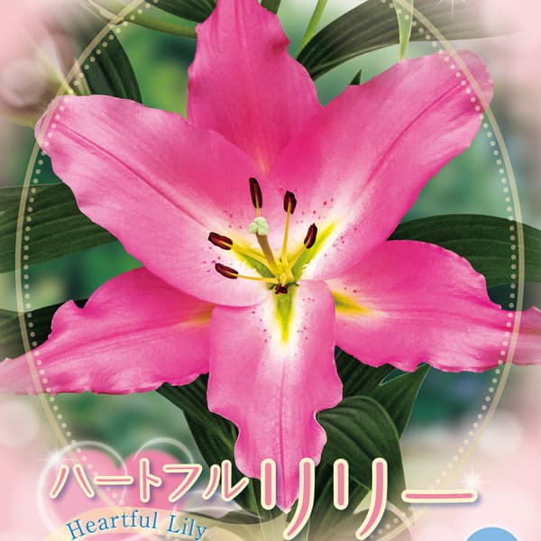 園芸ネット本店｜ユリ：ハートフルリリー リバータッチ1球入り の通販