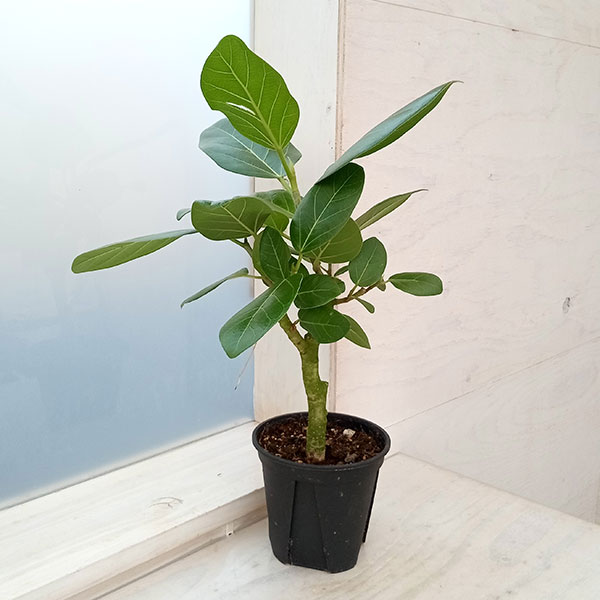 園芸ネット本店｜フィカス：ベンガレンシス オードリー 3.5号鉢植え