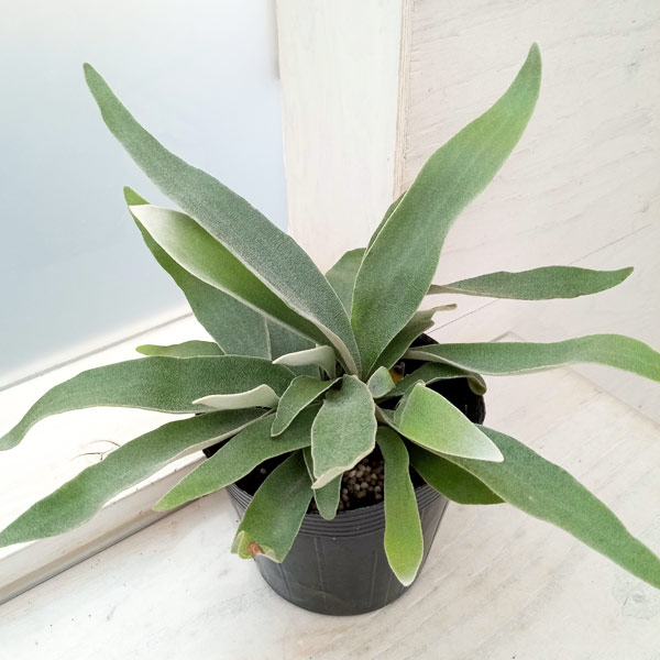 園芸ネット本店｜ビカクシダ（コウモリラン）：ベイチー 5号鉢植え の