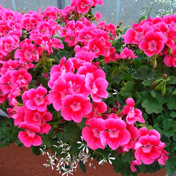 園芸ネット本店｜[26年4月上旬予約]ゼラニウム：プリティリトルピンク