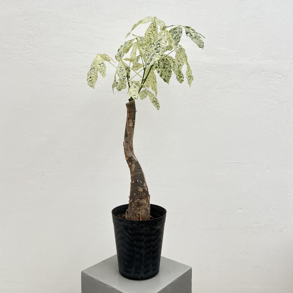 園芸ネット本店｜[ザ・ファームセレクト]パキラ：ミルキーウェイ 6号25