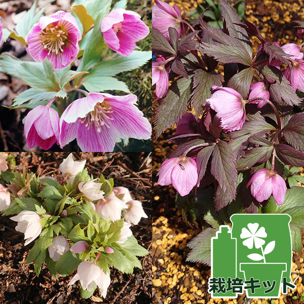 園芸ネット本店｜クリスマスローズ（原種）の種子：チベタヌス3地域