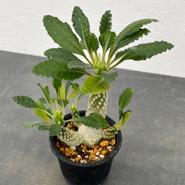 園芸ネット本店｜ドルステニア：ラブラニー 2.5号鉢植え23-02 の通販