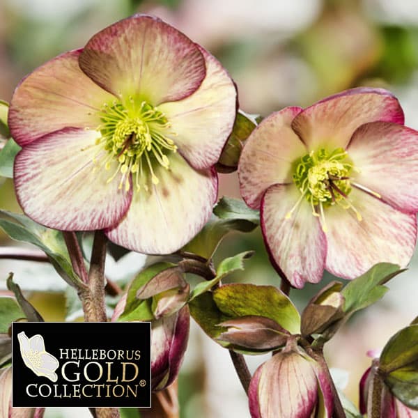 園芸ネット本店｜クリスマスローズ：*HGC Ice N'roses 氷の薔薇 フロス