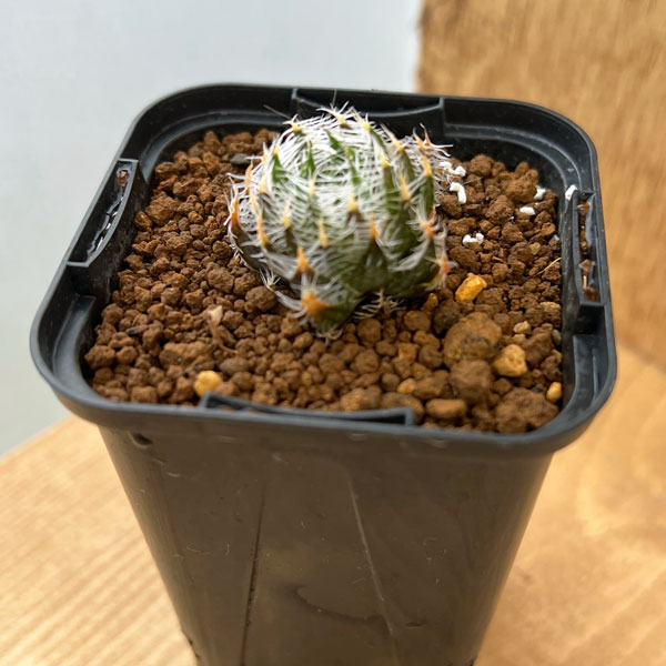 園芸ネット本店｜ハオルチア：ギガス 2.5号スクエア鉢 の通販【公式】