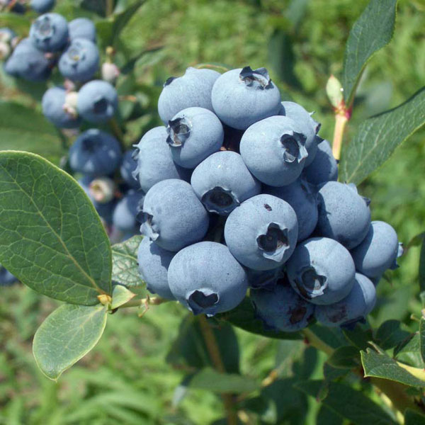 園芸ネット本店｜ブルーベリー（ハイブッシュ系）：ノースランド3.5号