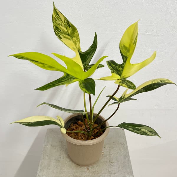 園芸ネット本店｜[ザ・ファームセレクト]フィロデンドロン：フロリダ