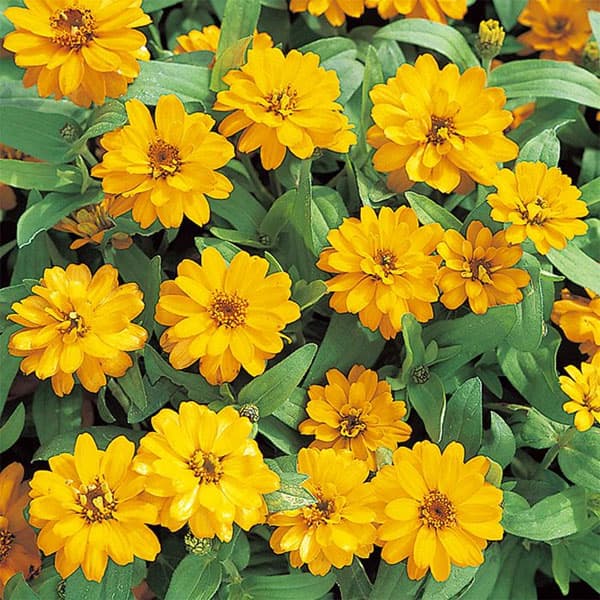 園芸ネット本店｜ジニア プロフュージョン（八重）：ダブルゴールデン3