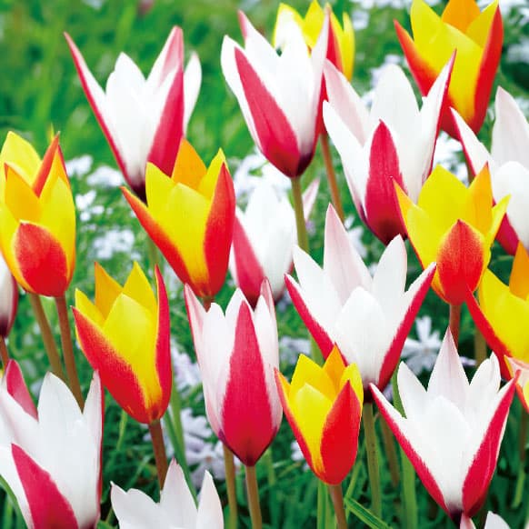 園芸ネット本店｜チューリップ（原種系）：2色咲きコンビ（混合8球