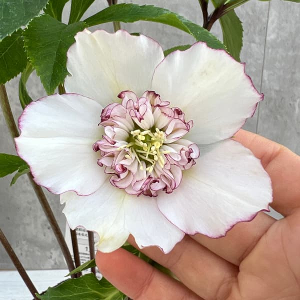 園芸ネット本店｜杉光園芸さんのクリスマスローズ：セミダブル24-16糸