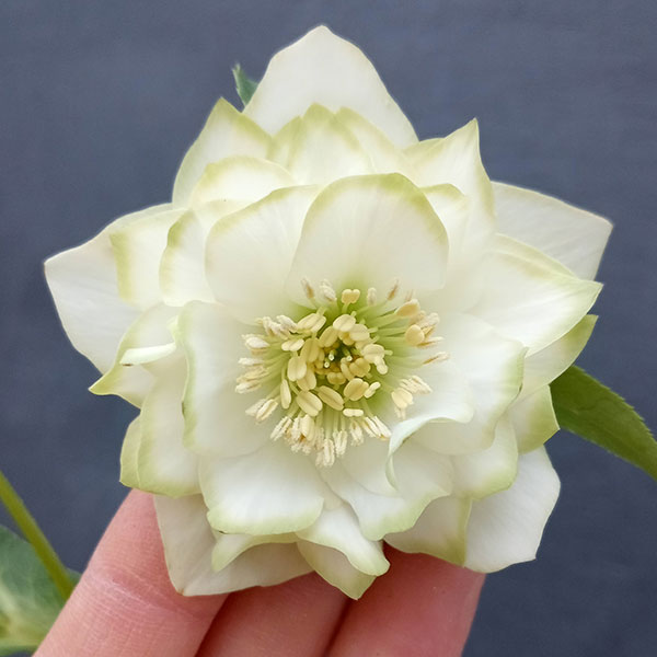 園芸ネット本店｜曽田園芸さんのクリスマスローズ：24-02利休／4号