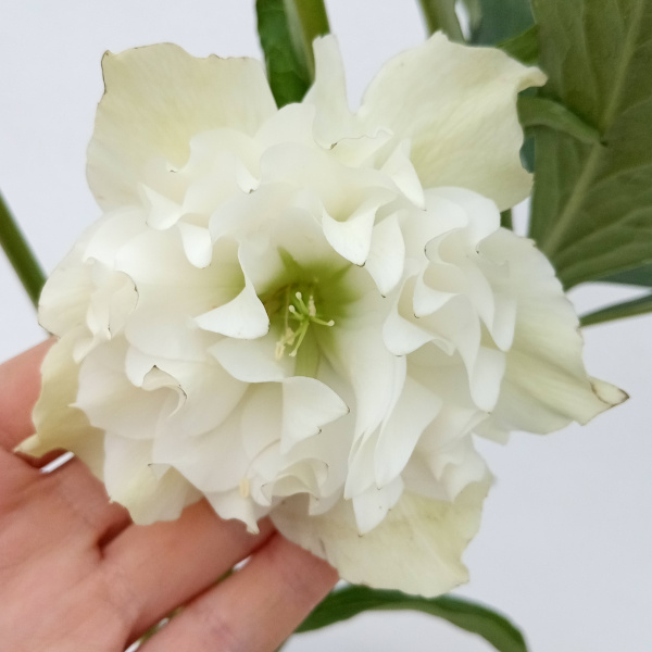 園芸ネット本店｜杉光園芸さんのクリスマスローズ：多弁系24-13