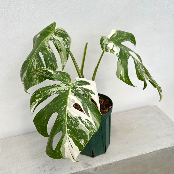 園芸ネット本店｜[ザ・ファームセレクト]モンステラ：ボルシギアーナ