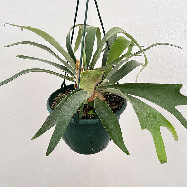 園芸ネット本店｜ビカクシダ（コウモリラン）：ベイチー 7号吊り鉢* の
