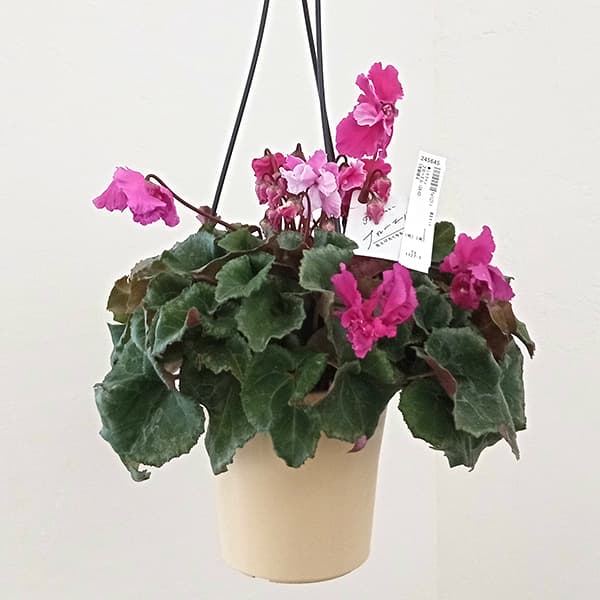 園芸ネット本店｜シクラメン：フローエル（24-02）5号鉢植え の通販