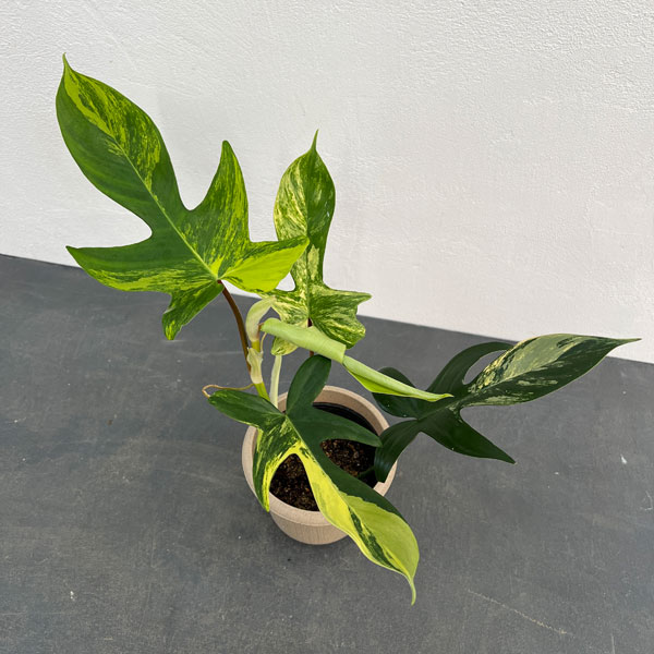 園芸ネット本店｜フィロデンドロン：フロリダビューティーバリエガータ