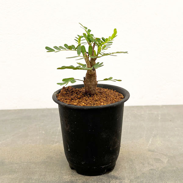 園芸ネット本店｜センナ：メリディオナリス（実生株） 2.5号鉢植え の