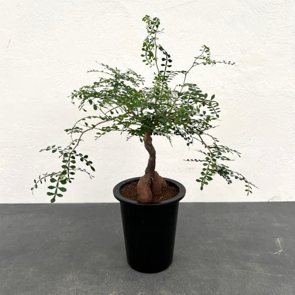 園芸ネット本店｜[ザ・ファームセレクト]オペルクリカリア：パキプス 4