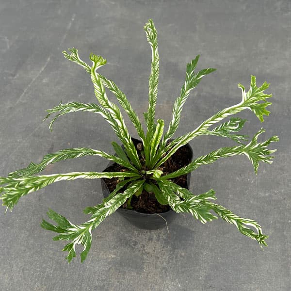 園芸ネット本店｜[ザ・ファームセレクト]アスプレニウム：ニダス