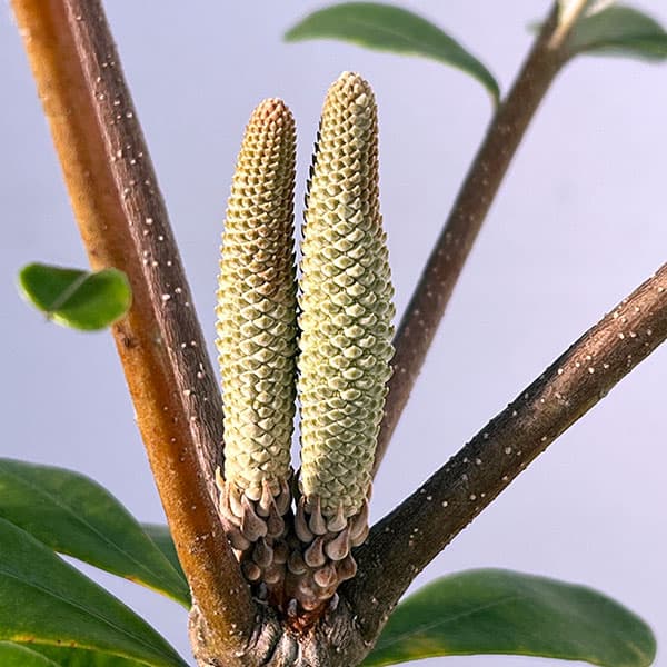 園芸ネット本店｜バンクシア：セイラ7号ポット の通販【公式】