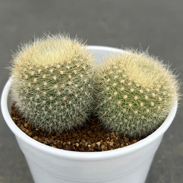 園芸ネット本店｜サボテン：ブラジリカクタス 雪晃 2.5号鉢植え の通販