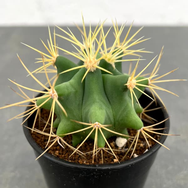 園芸ネット本店｜サボテン：王冠竜 2.5号 の通販【公式】