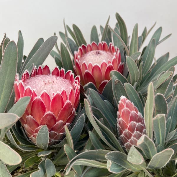 園芸ネット本店｜[ザ・ファームセレクト]プロテア：ジュリエット 5号