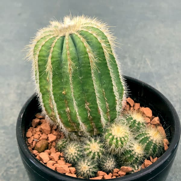 園芸ネット本店｜サボテン：エリオカクタス 姫冠玉 3号鉢入り の通販