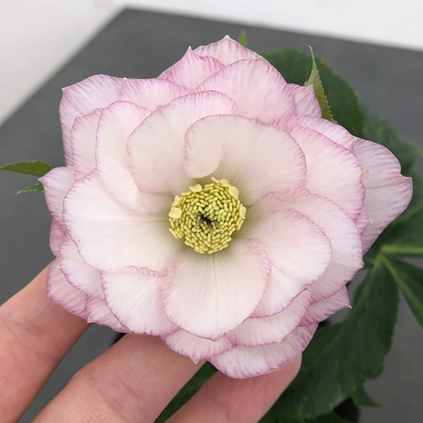 園芸ネット本店｜曽田園芸さんのクリスマスローズ：25-33大輪系ダブル