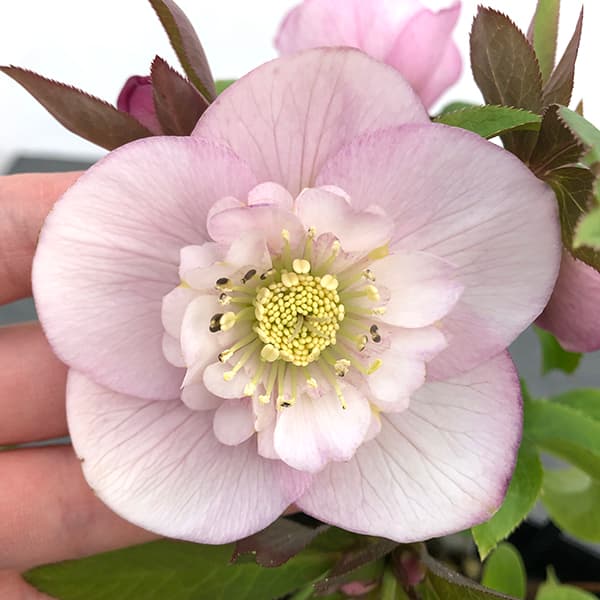 園芸ネット本店｜クリスマスローズ：セレクトセミダブル25-08／1.5L