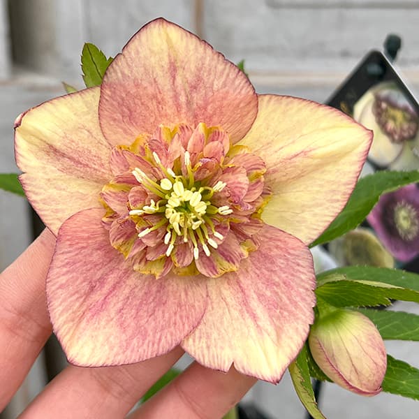 園芸ネット本店｜クリスマスローズ：セレクトセミダブル25-17／1.5L