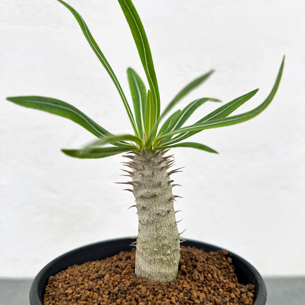 園芸ネット本店｜パキポディウム ：イノピナツム 3号鉢植え の通販【公式】