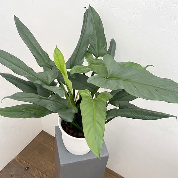 園芸ネット本店｜フィロデンドロン：シルバーメタル 7号鉢植え の通販