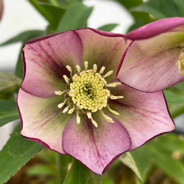 園芸ネット本店｜横山園芸さんのクリスマスローズ：プチドール25-01