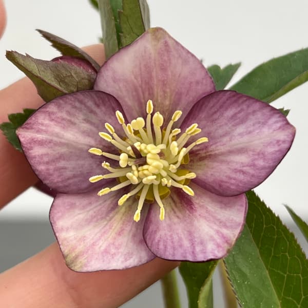 園芸ネット本店｜横山園芸さんのクリスマスローズ：プチドール25-12